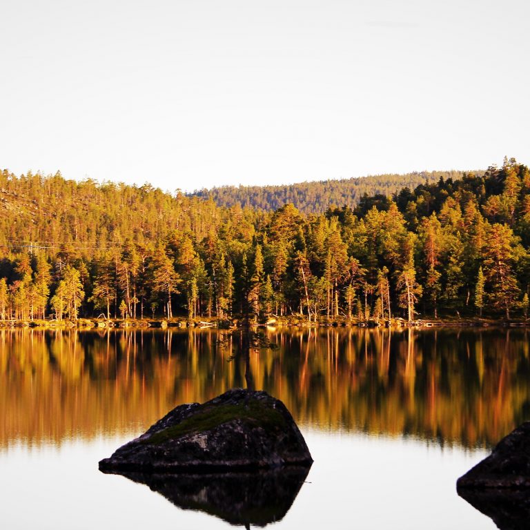 syksyinen metsä heijastuu järveen