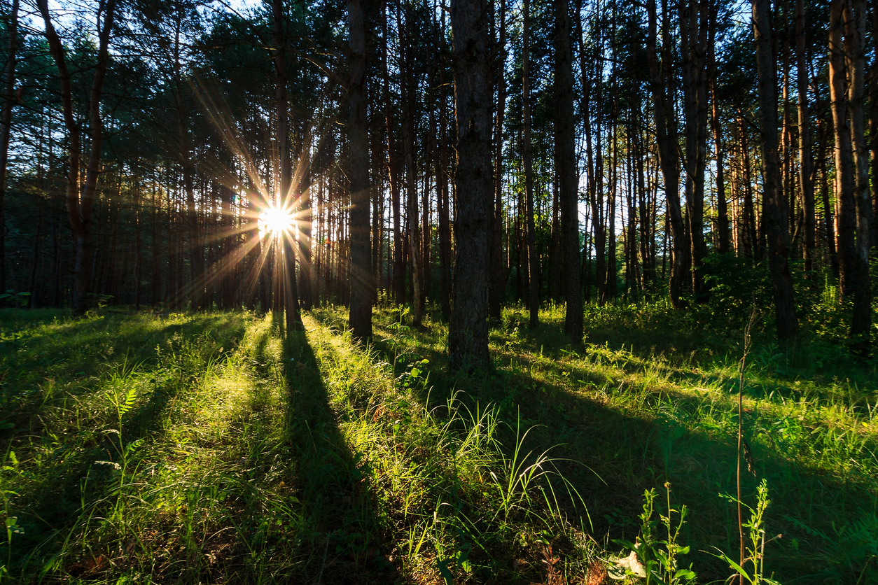 Auringonnousu metsän takana.